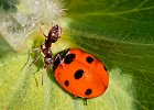 08) Seven Spot Ladybird and Ant.jpg